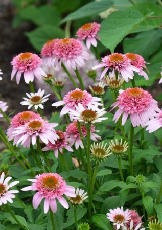 ECHINACEA purpurea  Butterfly Kisses 